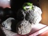 Tree frog on thunder egg.jpg