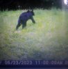 young bear.jpg