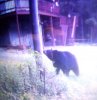 Big bear.jpg