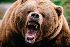 Tx Bear