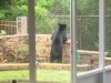 bear at florida house.jpg